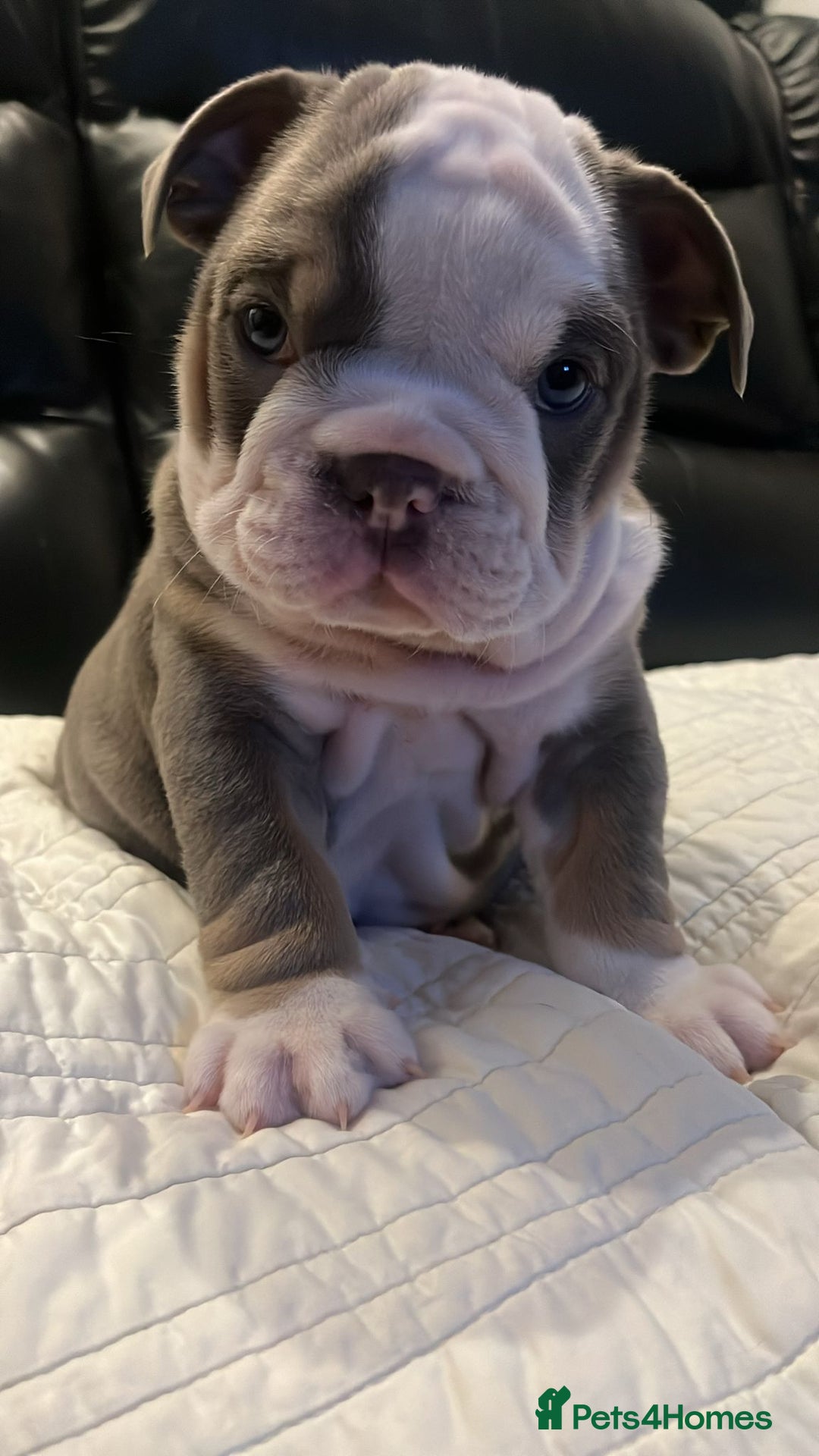 English Bulldog dogs for sale: Beautiful British bulldog pups  - Image 1