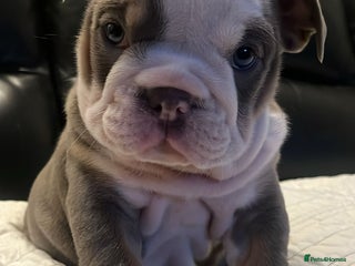 English Bulldog dogs - Advert 1