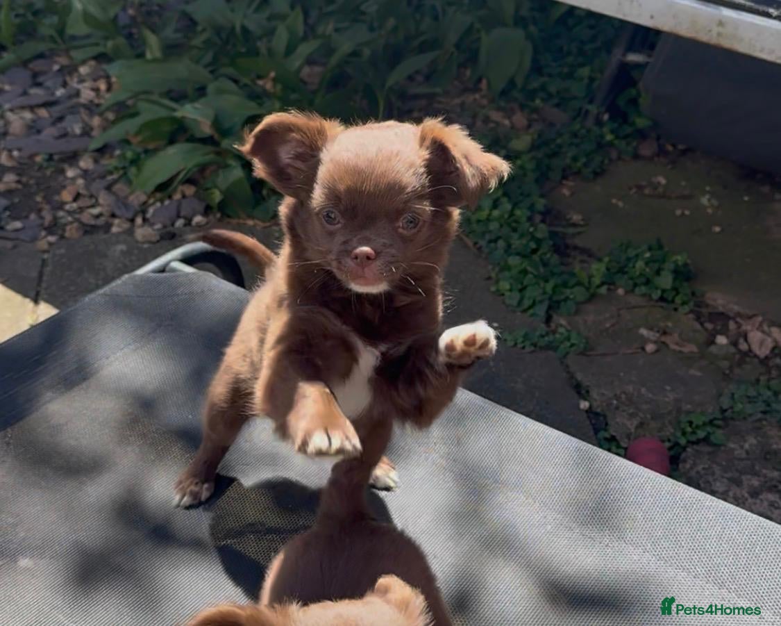 Chihuahua dogs Chihuahua puppies  - Advert 6