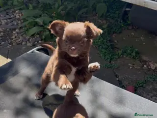 Chihuahua dogs Chihuahua puppies - Advert 6