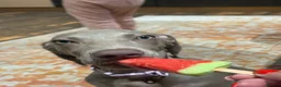 Weimaraner dogs for sale: Female Weimaraner 18 weeks old - Advert 8