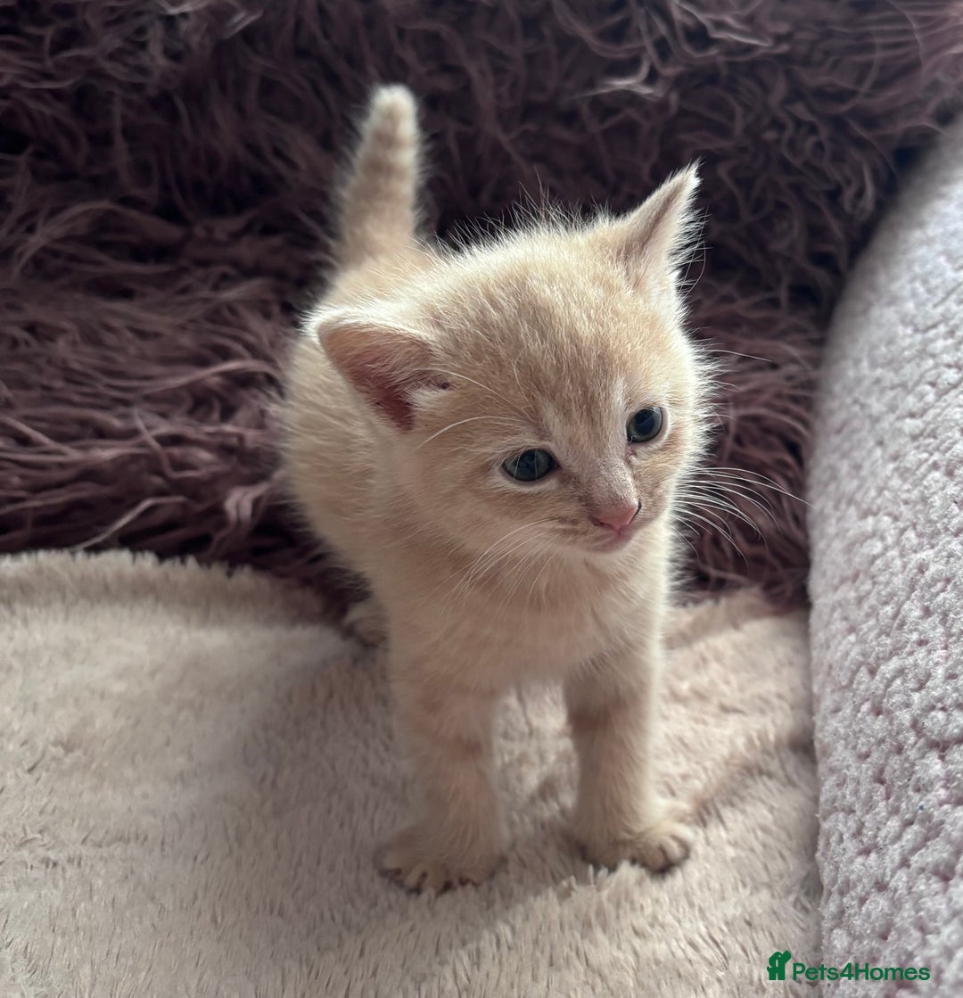Turkish Angora cats for sale: Pedigree Turkish angora x bengal  - Image 5