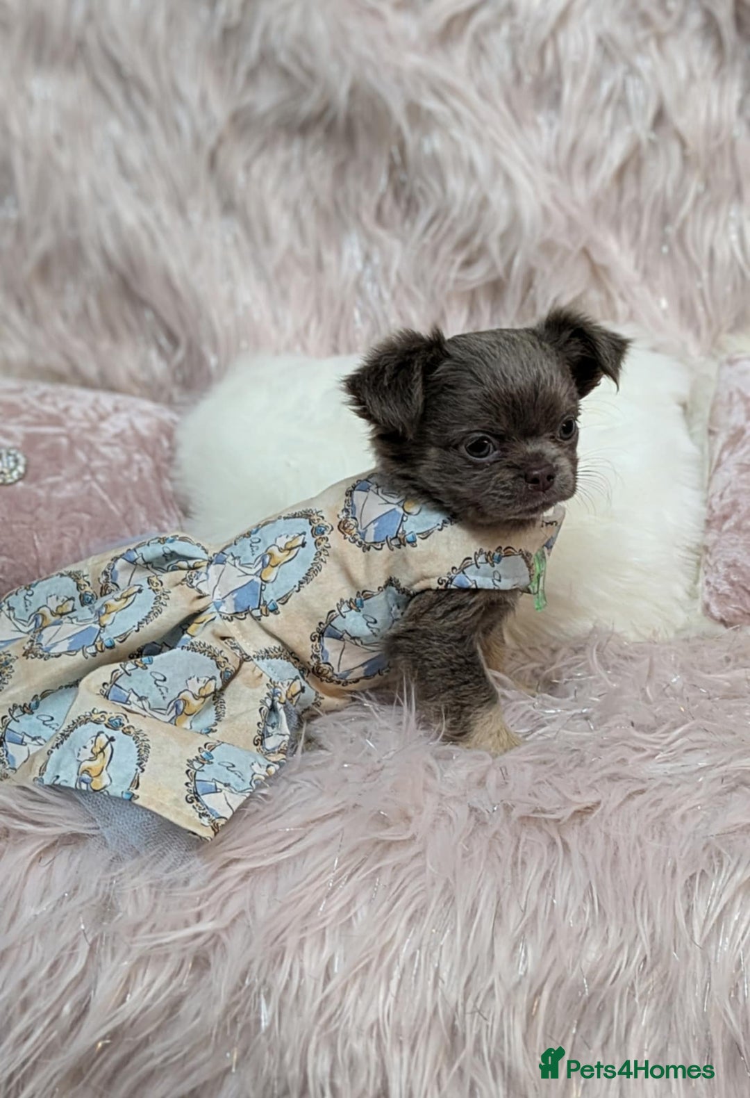 Chihuahua dogs for stud: Merle Chihuahua Stud - Image 7