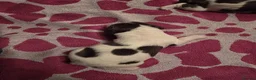 English Springer Spaniel dogs for sale: Beautiful Liver & White Springer Spaniel Puppies - Advert 16