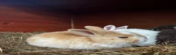 Mixed Breed rabbits for sale: Beautiful litter of 4 Holland cross mini lop.  - Advert 2