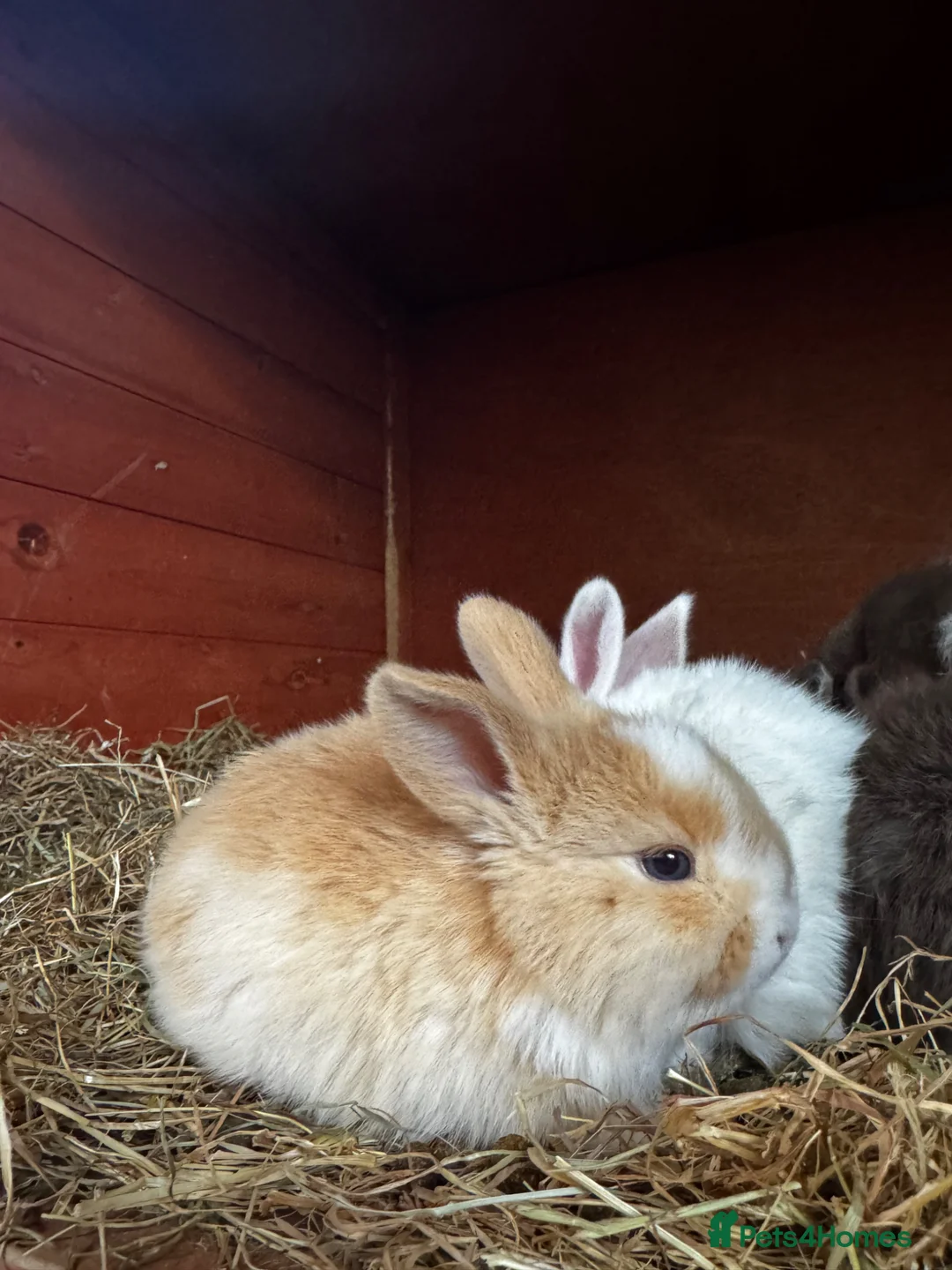 Mixed Breed rabbits for sale: Beautiful litter of 4 Holland cross mini lop.  - Advert 2