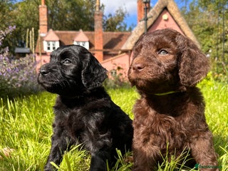 Goldendoodle dogs - Advert 3