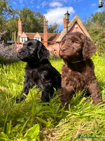 Goldendoodle dogs - Advert 4