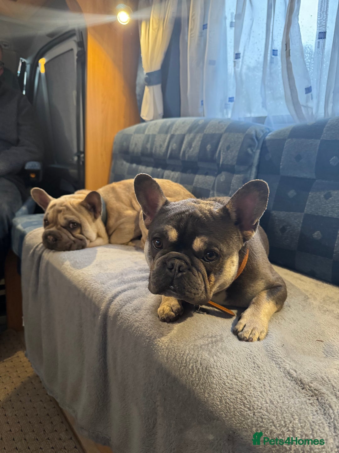 French Bulldog dogs for sale: 2 French Bulldogs (brothers) - Image 5