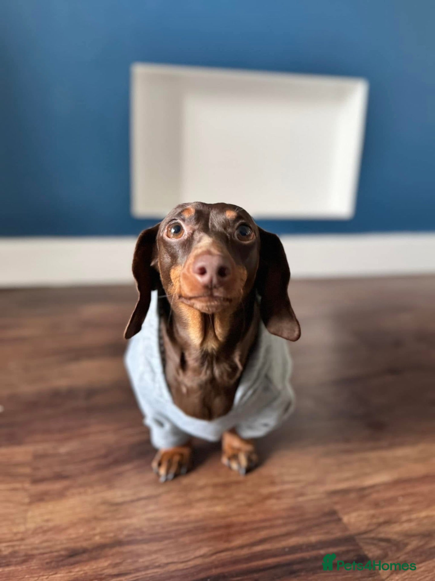 Miniature Dachshund dogs Miniature male Dachshund  - Advert 1