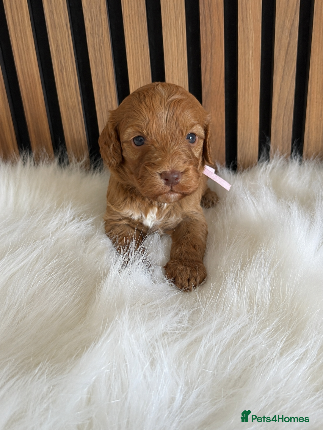 Cockapoo dogs ♦️ F1 Cockapoo Puppies •  Pedigree •DNA Tested  - Advert 8