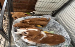 Cavapoo dogs for sale: LICENSED BREEDER HEALTH TESTED CAVAPOOS F1  - Image 4