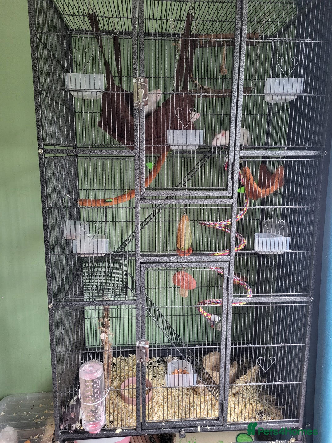 Rat rodents for sale: 4 rats, cage and all accessories  - Image 1