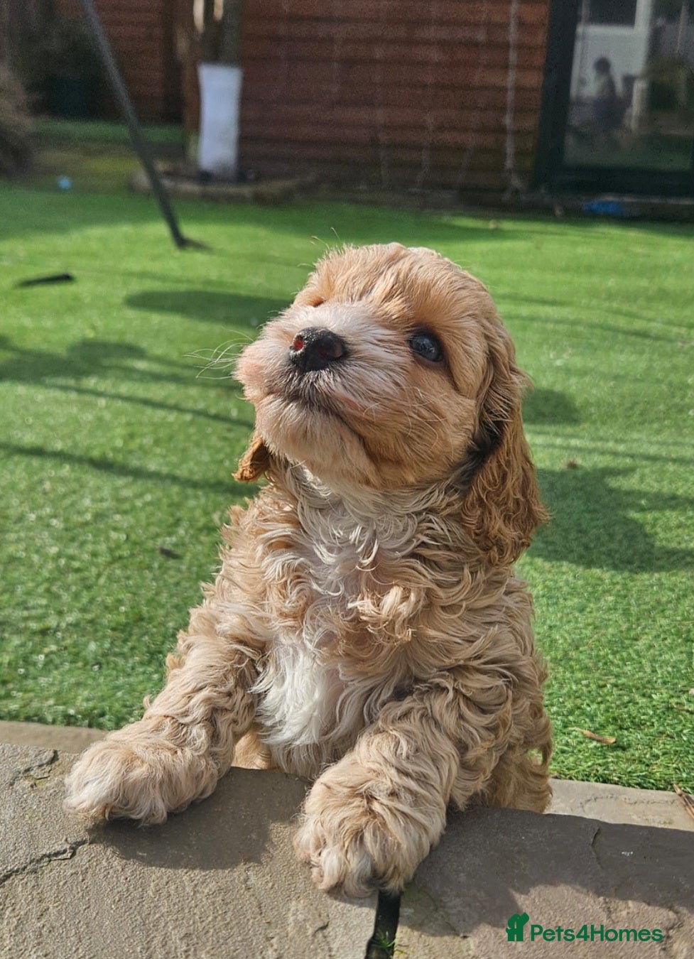 Cockapoo dogs F1b toy American  cockerpoos puppies  - Advert 15