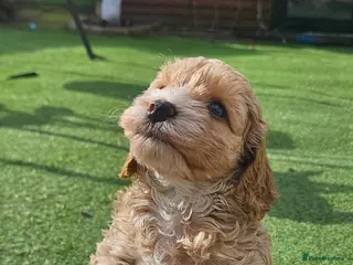 Cockapoo dogs F1b toy American cockerpoos puppies - Advert 15