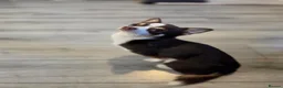 Chihuahua dogs for stud: Reggie-Quality Stud (Champion Breeding Background) - Advert 6