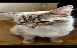Ragdoll cats for sale: Ragdoll x British shirt hair - Image 2