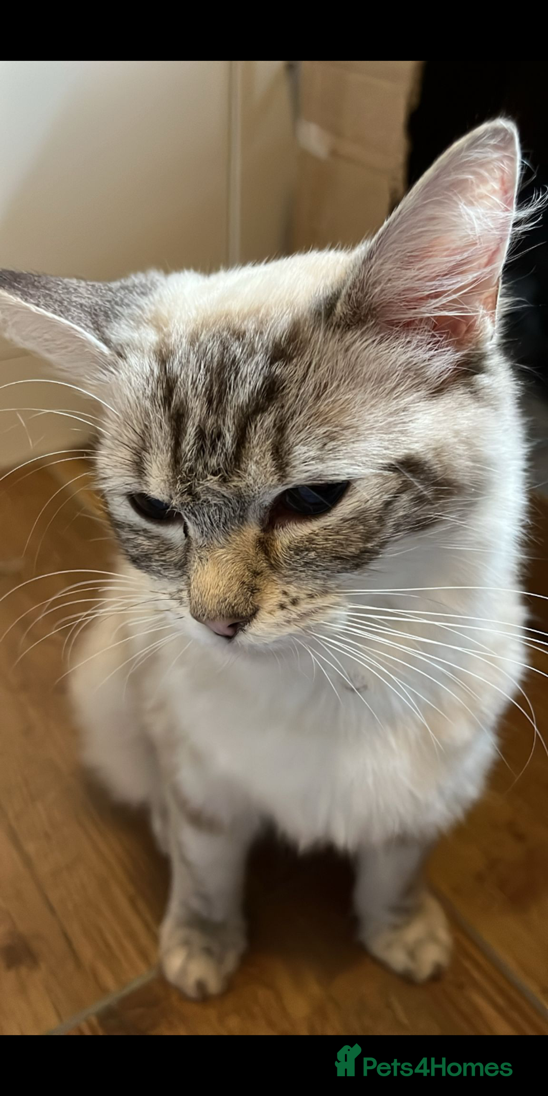 Ragdoll cats for sale: Ragdoll x British shirt hair - Image 2