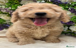 Cockapoo dogs for sale: Beautiful Cockapoo pups looking for forever homes in Treharris - Image 5