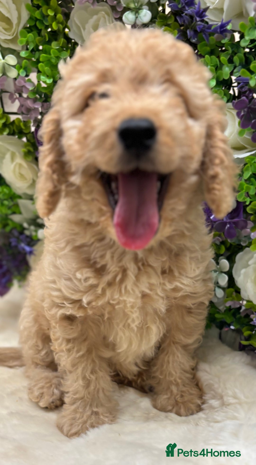 Cockapoo dogs for sale: Beautiful Cockapoo pups looking for forever homes in Treharris - Image 5