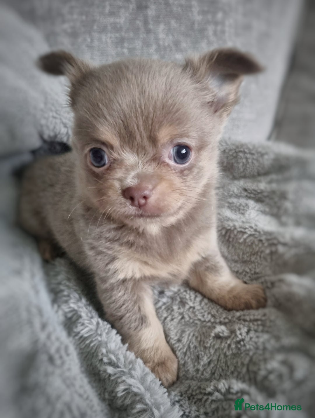 Chihuahua dogs for sale: 🐾 Exceptional lilac Chihuahua Puppies for Sale 🐾 - Image 6
