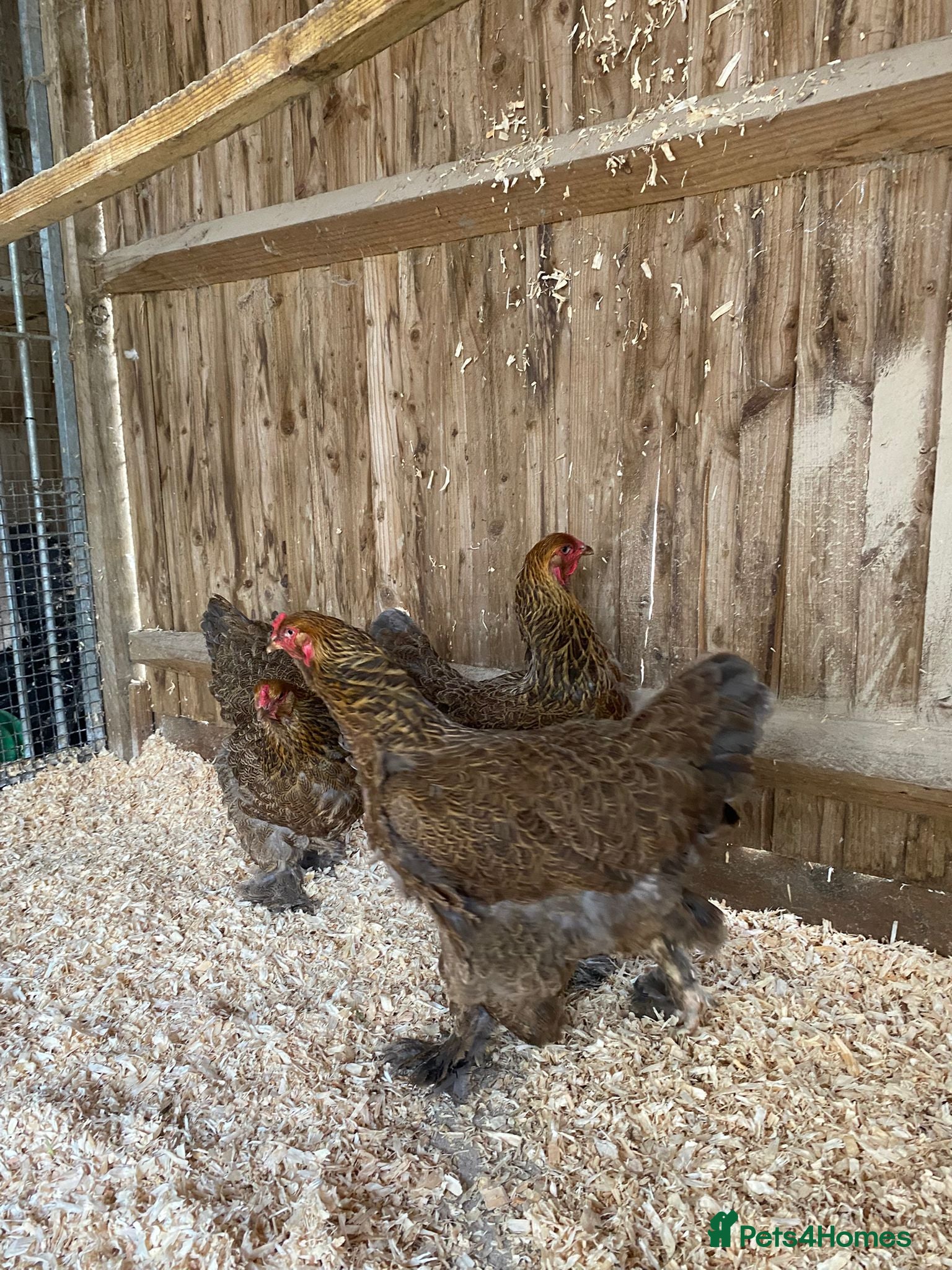 Chickens poultry for sale: 🥚LF Gold partridge brahma- hatching eggs 🥚  - Advert 3