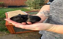 Guinea Pig rodents for sale: Male guinea pigs  - Image 3