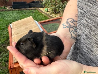 Guinea Pig rodents Male guinea pigs - Advert 9