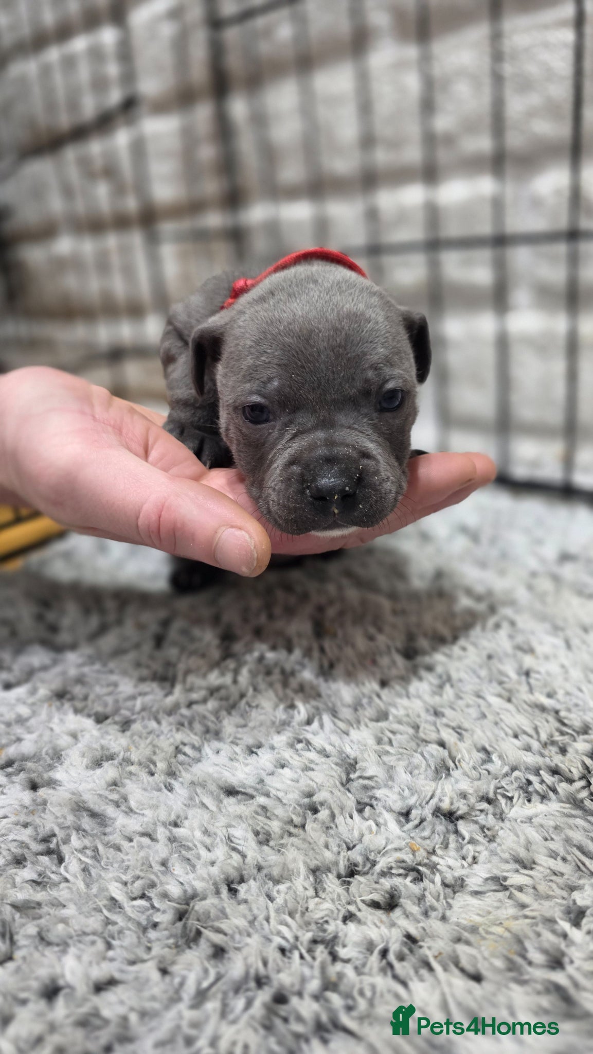 Staffordshire Bull Terrier dogs KC BLUE STAFFORDSHIRE BULL TERRIER PUPS - Advert 2