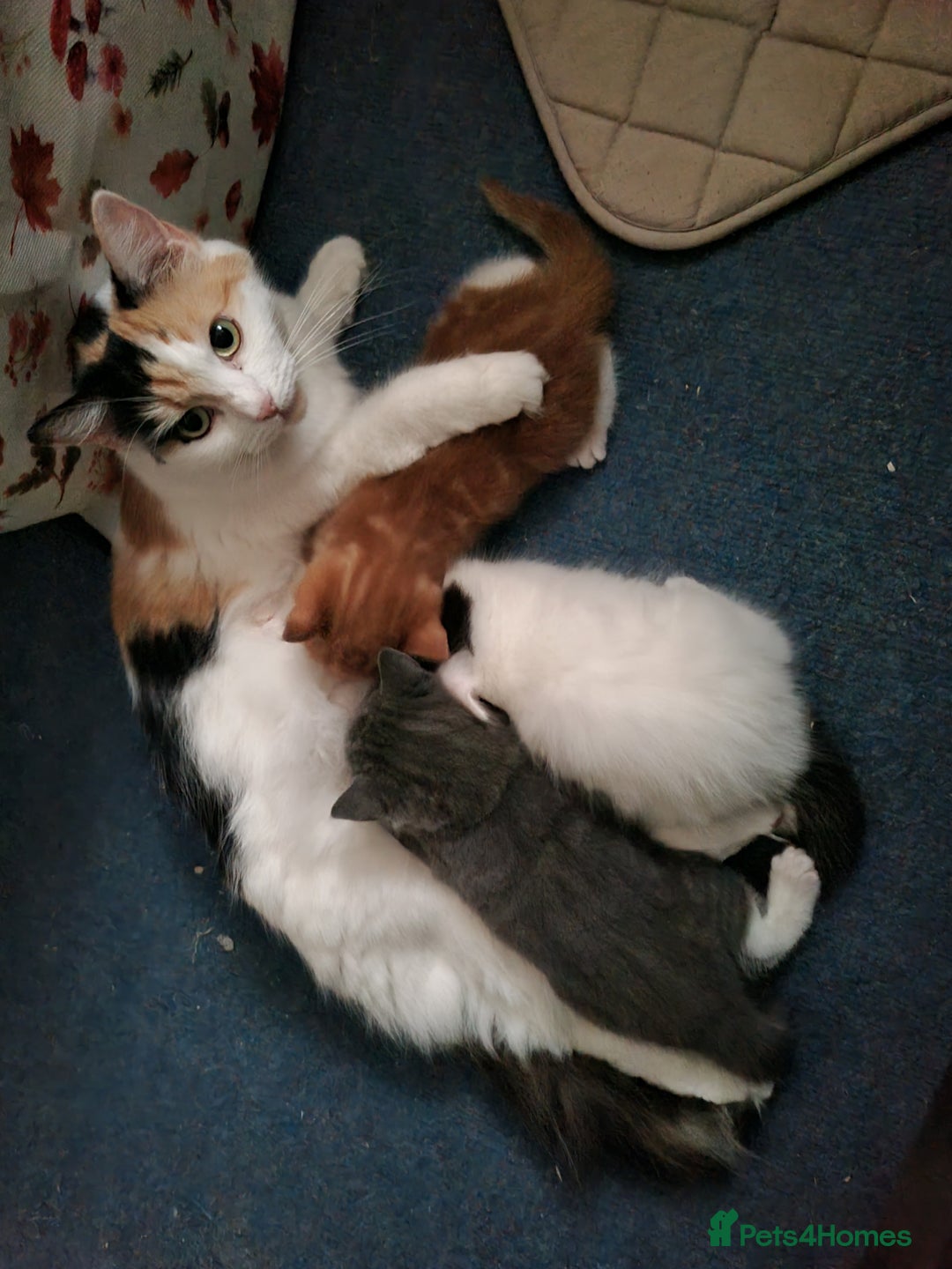 RagaMuffin cats for sale: Gorgeous RagamuffinX  - Advert 2