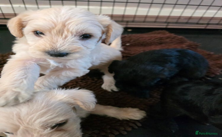 Mixed Breed dogs - Advert 1