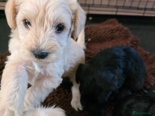 Mixed Breed dogs - Advert 9