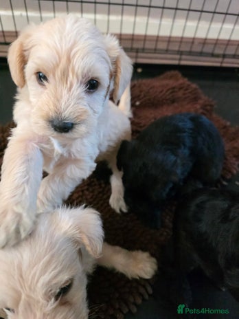 Mixed Breed dogs - Advert 2