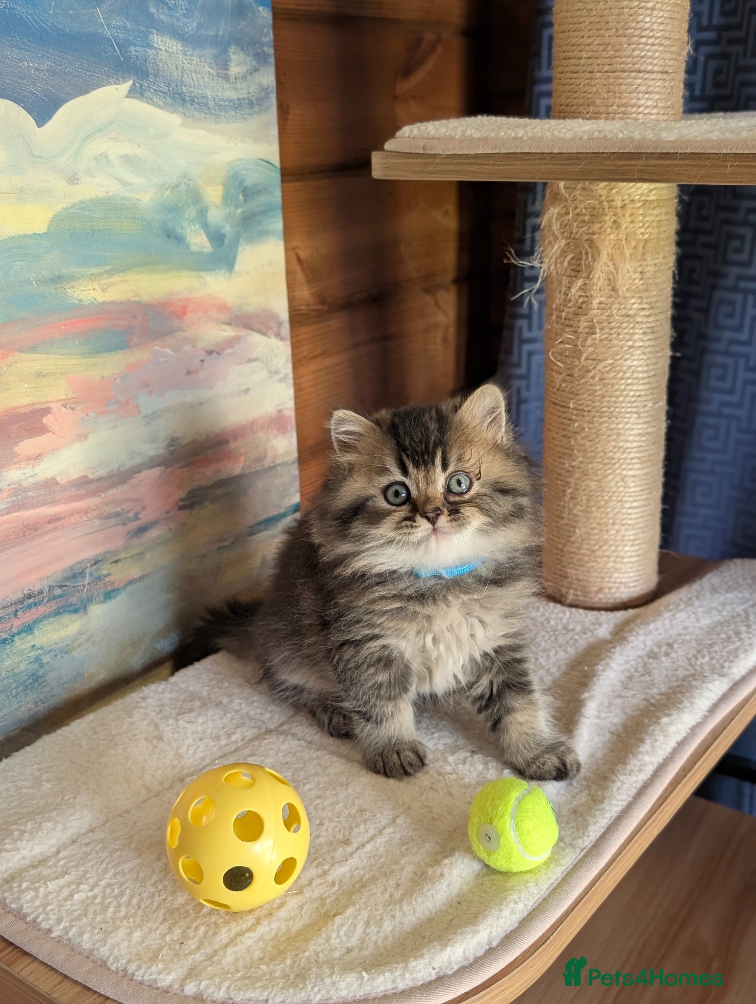 Scottish Fold cats ⭐ Scottish straight kittens  ⭐ - Advert 2