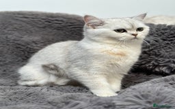 British Shorthair cats for sale: Champions Bloodlines  British and Scottish cats  in Feltham - Image 17