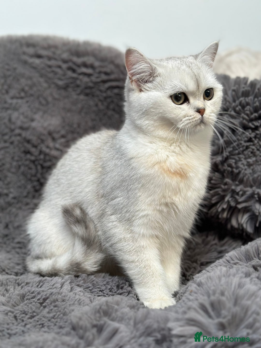 British Shorthair cats for sale: Champions Bloodlines  British and Scottish cats  in Feltham - Image 17