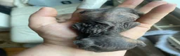 Sphynx cats for sale: Sphinx babies - Advert 10
