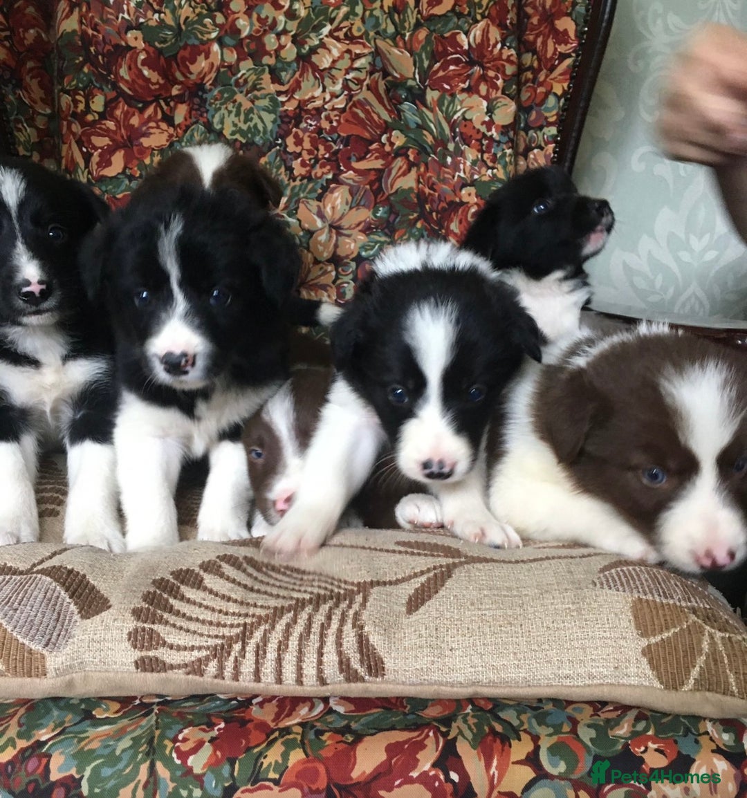 Border Collie dogs for sale: Gorgeous border collie puppies - Image 9