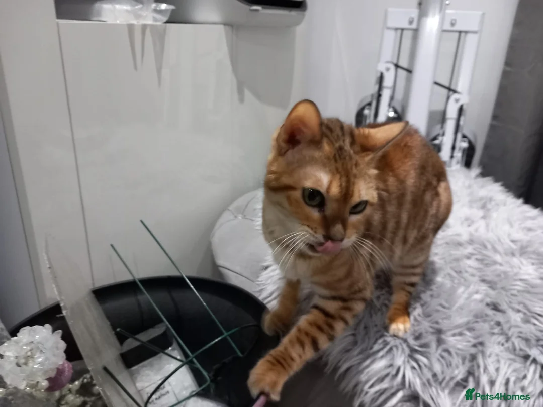 Bengal cats for sale: Bengal girl - Advert 1