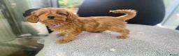 Cockapoo dogs for sale: Toy Poodle Cross Puppies, Mum & Dad Seen, London - Advert 14