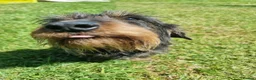 Dachshund dogs for sale: Miniature wire haired daschund  - Advert 6