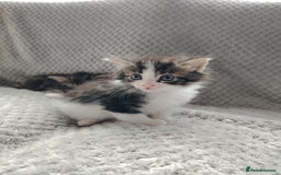 Norwegian Forest Cat cats for sale: Norwegian Forest kittens  - Image 17