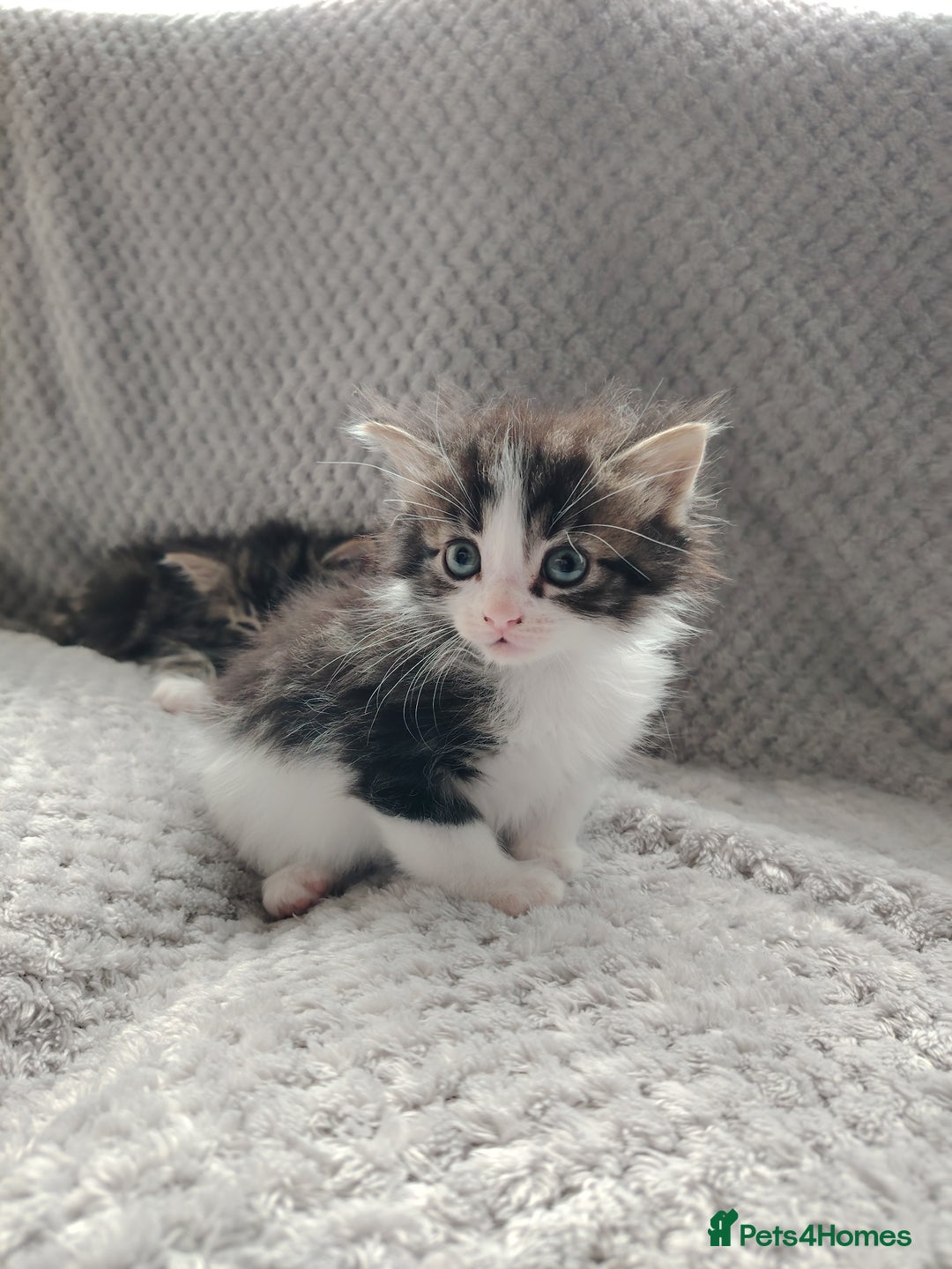 Norwegian Forest Cat cats for sale: Norwegian Forest kittens  - Image 17