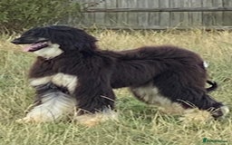 Afghan Hound dogs for sale: Black and cream male Afghan hound - Image 2