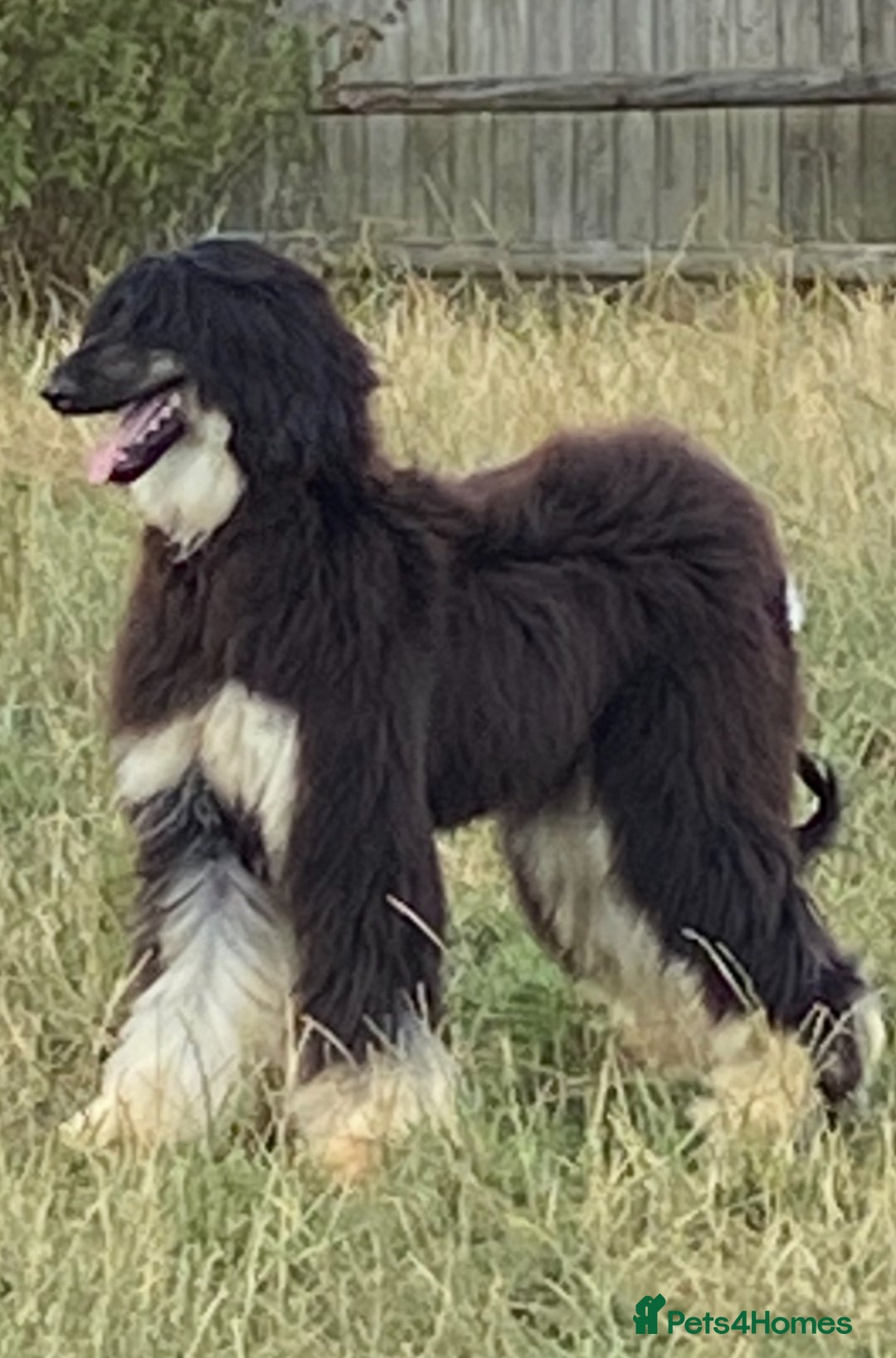 Afghan Hound dogs for sale: Black and cream male Afghan hound - Image 2