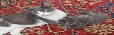 British Shorthair Kitten 1