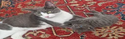 British Shorthair cats for sale: British Shorthair  - Advert 1