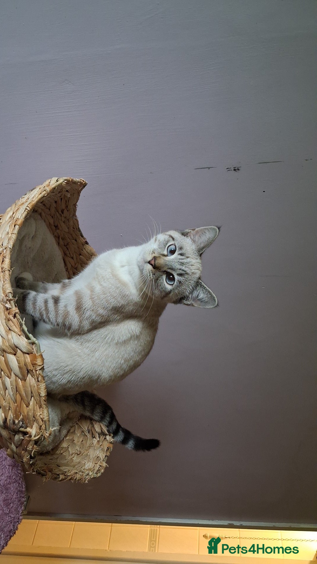 Mixed Breed cats for sale: Male kitten - Image 3