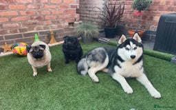 Siberian Husky dogs for sale: Meet Maximus 10 moth old Siberian Husky  - Image 4