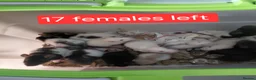 Rat rodents for sale: 2 white female dumbos mix of topeard and simise - Advert 10